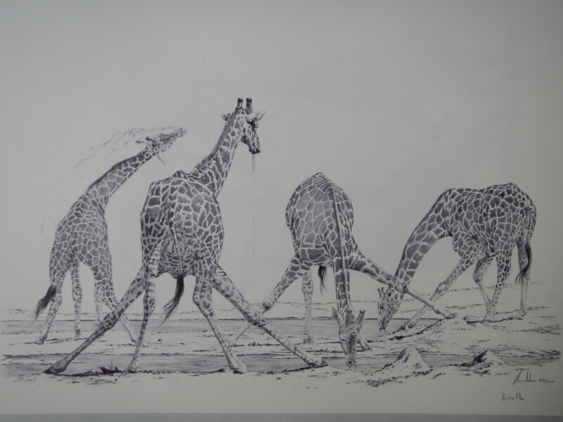 4 žíznivé žirafy
